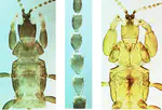 Skew in ovarian activation depends on domicile size in phyllode-glueing thrips